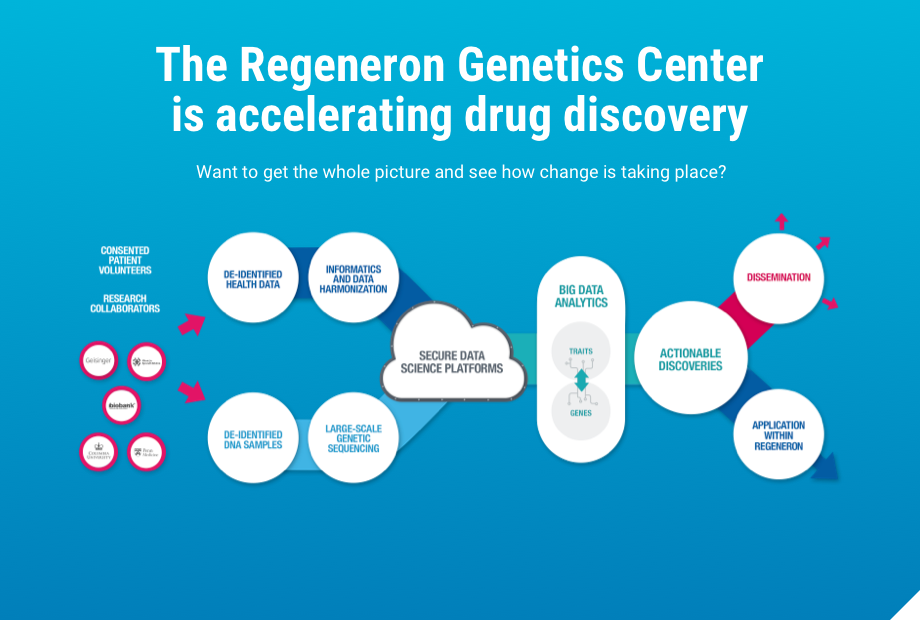 Infographic detailing the process by which Regeneron is accelerating drug discovery