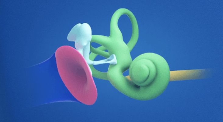 Ear anatomy graphic